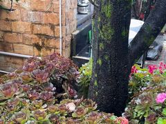 -瑞丰园庭院餐厅·白族传统家常菜