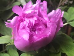 -龙大花卉苗木市场