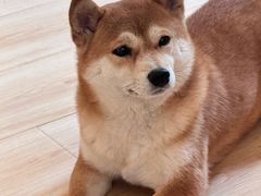 -柴の食堂·日式家庭料理·熊之肆(大学路店)