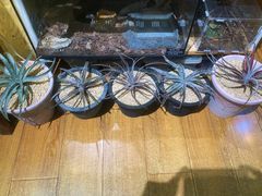 -Rabbit Cafe私房西餐甜点咖啡(栖霞路店)