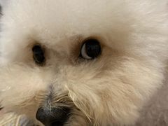 -瑞派旺宝宠物医院·犬猫全科综合·尿道专科(莲兴院)