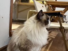 -有猫主题·治愈系猫咖(曾厝垵店)