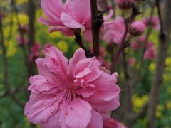 -南汇桃花村