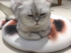 -飞行喵MR PILOT|猫舍·猫咖(静安大融城店)