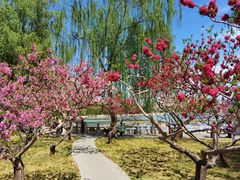 -莲花池公园