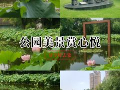-陈家山荷花公园