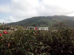 -亚龙湾国际玫瑰谷