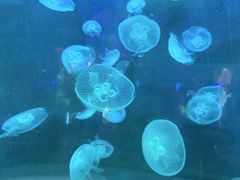 -泉城欧乐堡海洋极地世界
