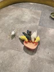 -神奇动物撸宠馆·羊驼·小浣熊·异宠(豫园店)