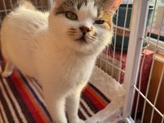 -瑞派天宁宠物医院·猫科·异宠中心