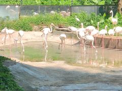 -深圳野生动物园