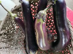 -马陆小张葡萄园农家乐