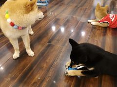 -豆柴町-柴犬主题狗咖(红鼎国际C座店)