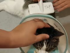 -康旭宠物医院(郑州总院)