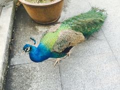 iphone_upload_pic-百鸟园