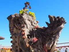 -崇圣寺三塔文化旅游区