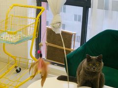 -团子家猫咪猫咖馆·柯基·柯尔鸭