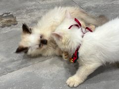 -楼上猫咖(罗湖店)