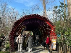 -合肥滨湖国家森林公园