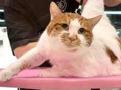 -FAELING PETS美天灵宠物(合生汇店)