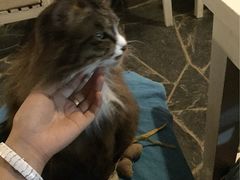 Anne猫窝咖啡屋-Anne猫窝咖啡屋
