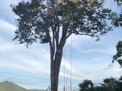 景点-大树秋千