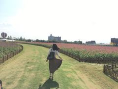 -荷兰花海