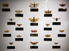 -上海昆虫博物馆