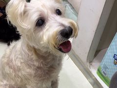 -瑞鹏宠物医院·微创内窥镜·骨外科·牙科(翠竹分院)
