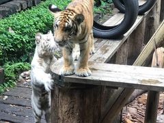 -广州长隆野生动物世界