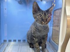 -十年猫舍·猫咪专门店(普陀店)