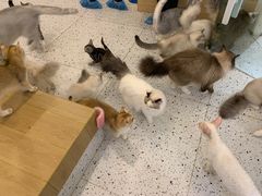 -猫域·湾主题猫咖·宠物吧(南坪城市广场店)