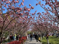 -高东镇樱花园