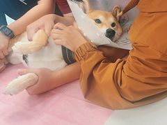 -北京观赏动物医院·24小时大型综合·猫专科·异宠专科
