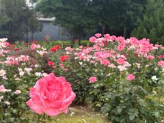 -莲花池公园