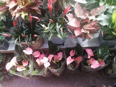 -金陵花卉交易市场