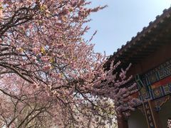 -桃花堤公园