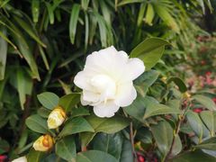 -金花茶公园