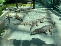 -大连森林动物园