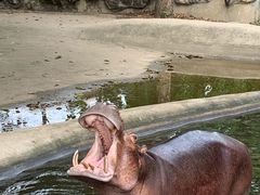 -清迈夜间动物园