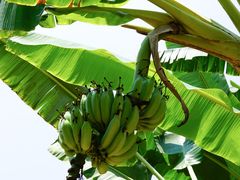 -西双版纳傣族园