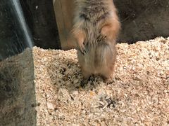 -70cat德文卷毛猫·缅因猫纯种猫舍