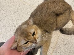 -飞行喵MR PILOT|猫舍·猫咖(静安大融城店)