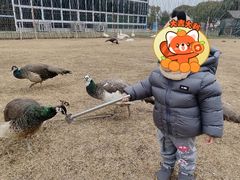 -苏州太湖西山岛开心农场