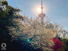 -南京古林公园