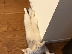 -欣宠猫屋·矮脚拿破仑·蓝金金渐层