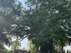 -大槐树寻根祭祖园