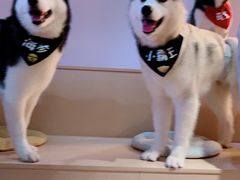 -Husky Go! 哈士奇体验馆·宠物咖啡厅狗咖