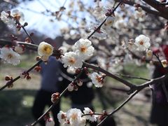 -香雪海
