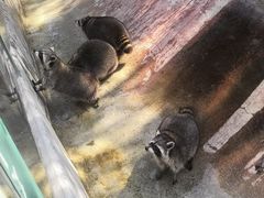 -泉州海丝野生动物世界